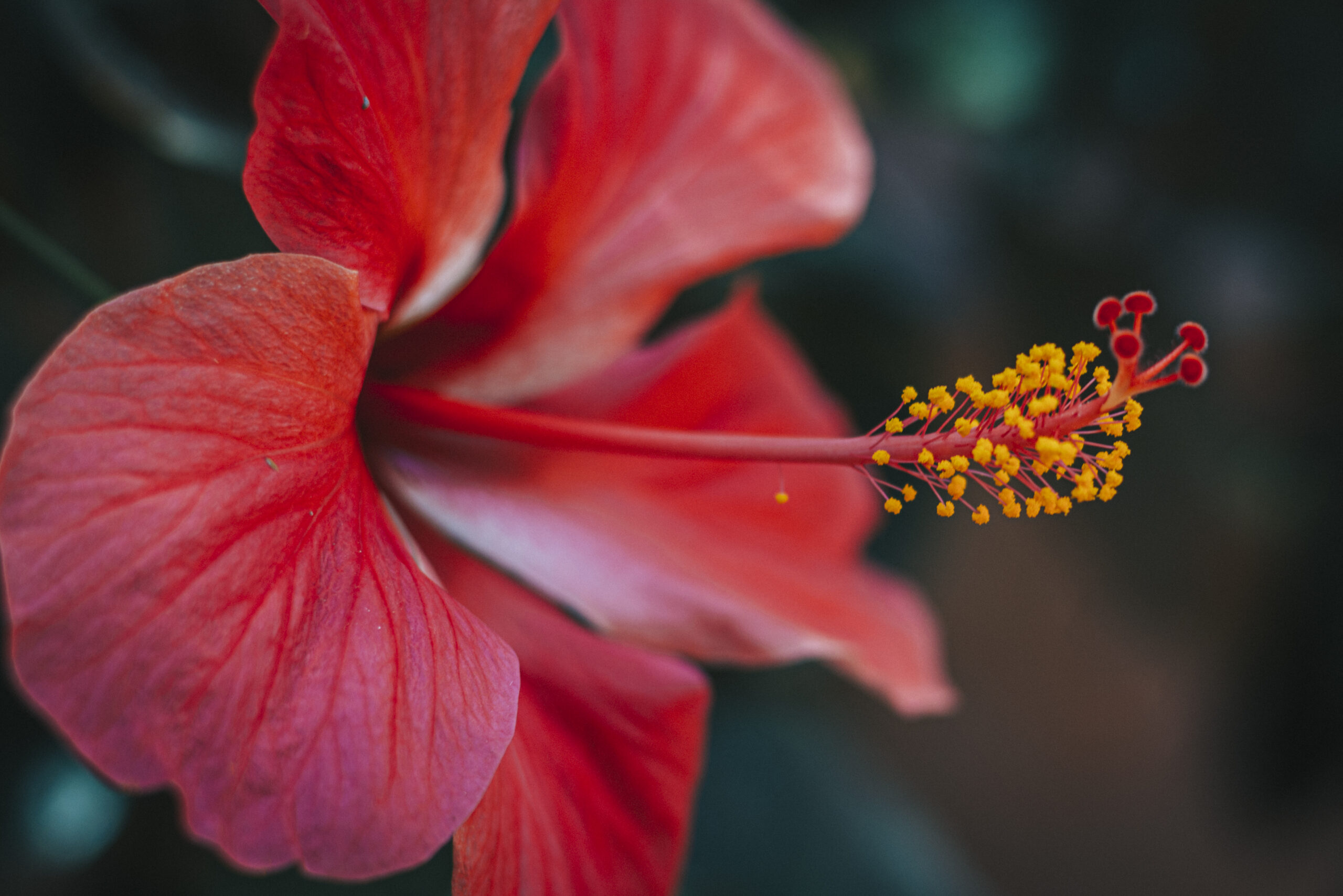 Hibiskus – roślina ozdobna i prozdrowotna. Właściwości i uprawa