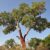 Dąb korkowy, czyli drzewo korkowe – zastosowanie i ciekawostki