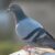 Odstraszanie gołębi – skuteczne sposoby