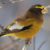 Grubodziób – wygląd ptaka, głos i ciekawostki