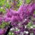 Judaszowiec południowy (Cercis siliquastrum) – Uprawa i pielęgnacja