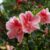Azalia indyjska, Różanecznik indyjski (Rhododendron simsii) – uprawa, wymagania, pielęgnacja