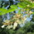 Grochodrzew biały (Robinia akacjowa) – jak wygląda, jak dbać, zastosowanie