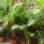 Palma areka, betelowa – tropikalna roślina do domowej dżungli